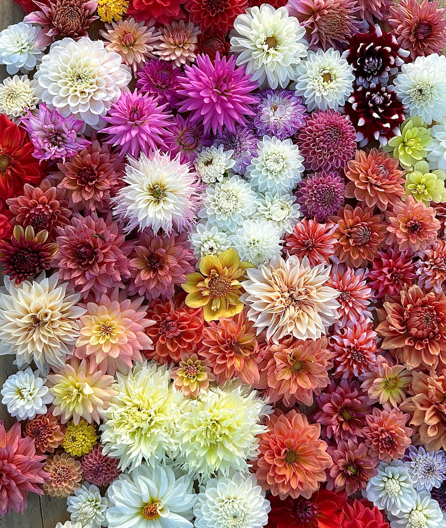 Summer Floral CSA