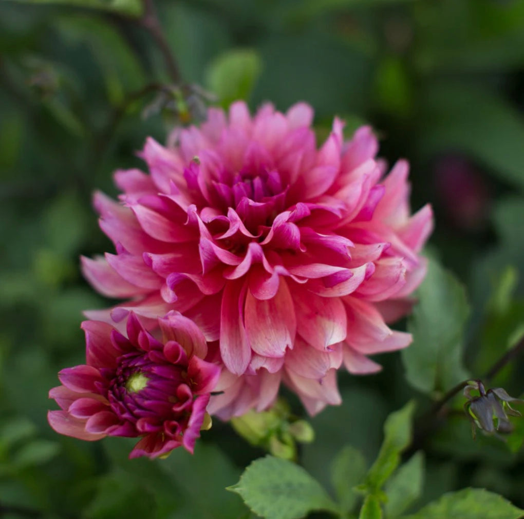 Sonic Bloom - Dahlia Tuber