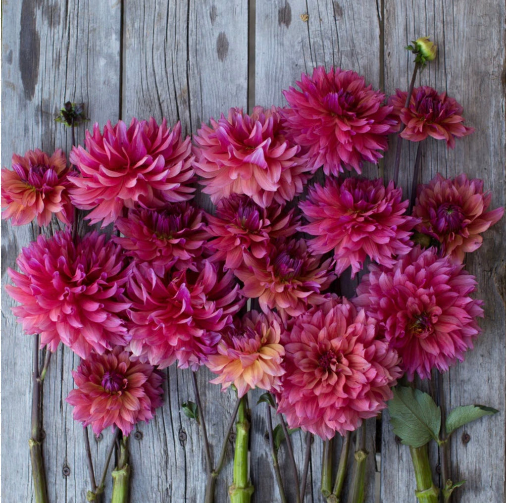 Sonic Bloom - Dahlia Tuber