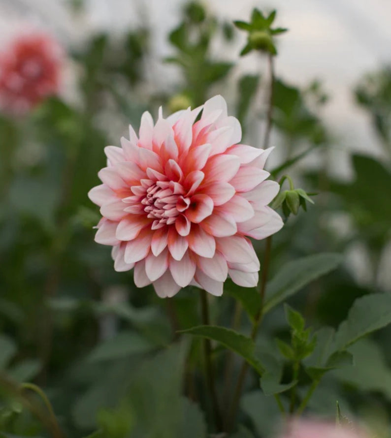 A La Mode - Dahlia Tuber