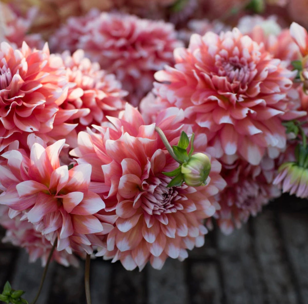 A La Mode - Dahlia Tuber