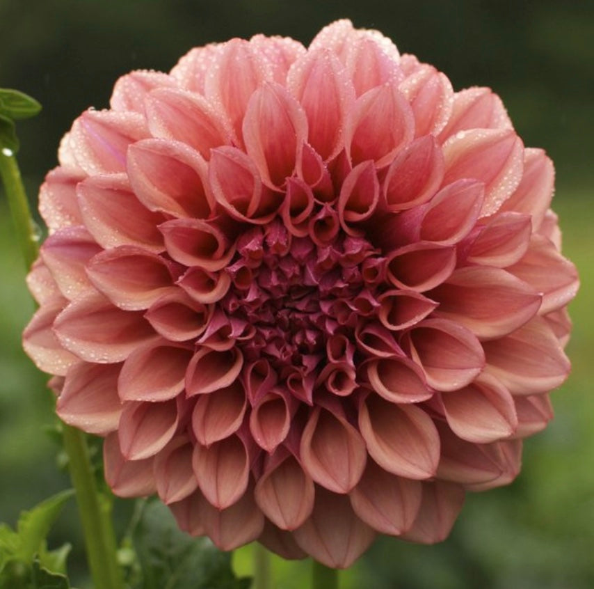 Orange Globe - Dahlia Tuber