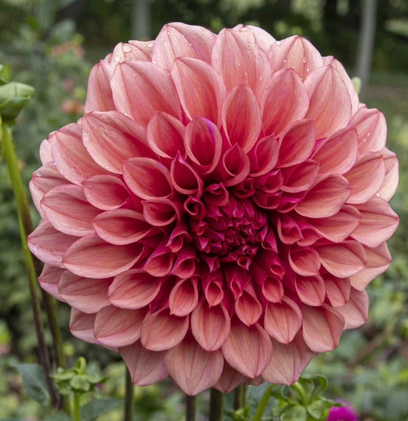 Orange Globe - Dahlia Tuber