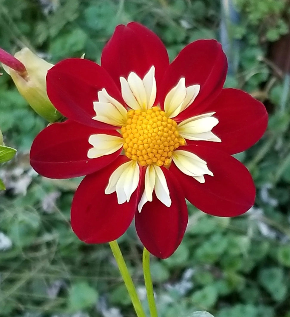 Creekside Michael - Dahlia Tuber