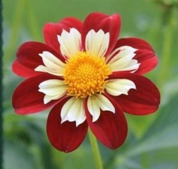 Creekside Michael - Dahlia Tuber