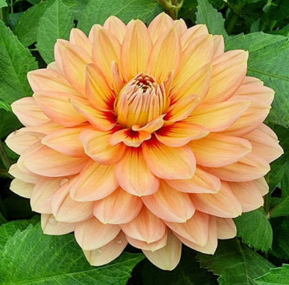 Nicholas - Dahlia Tuber