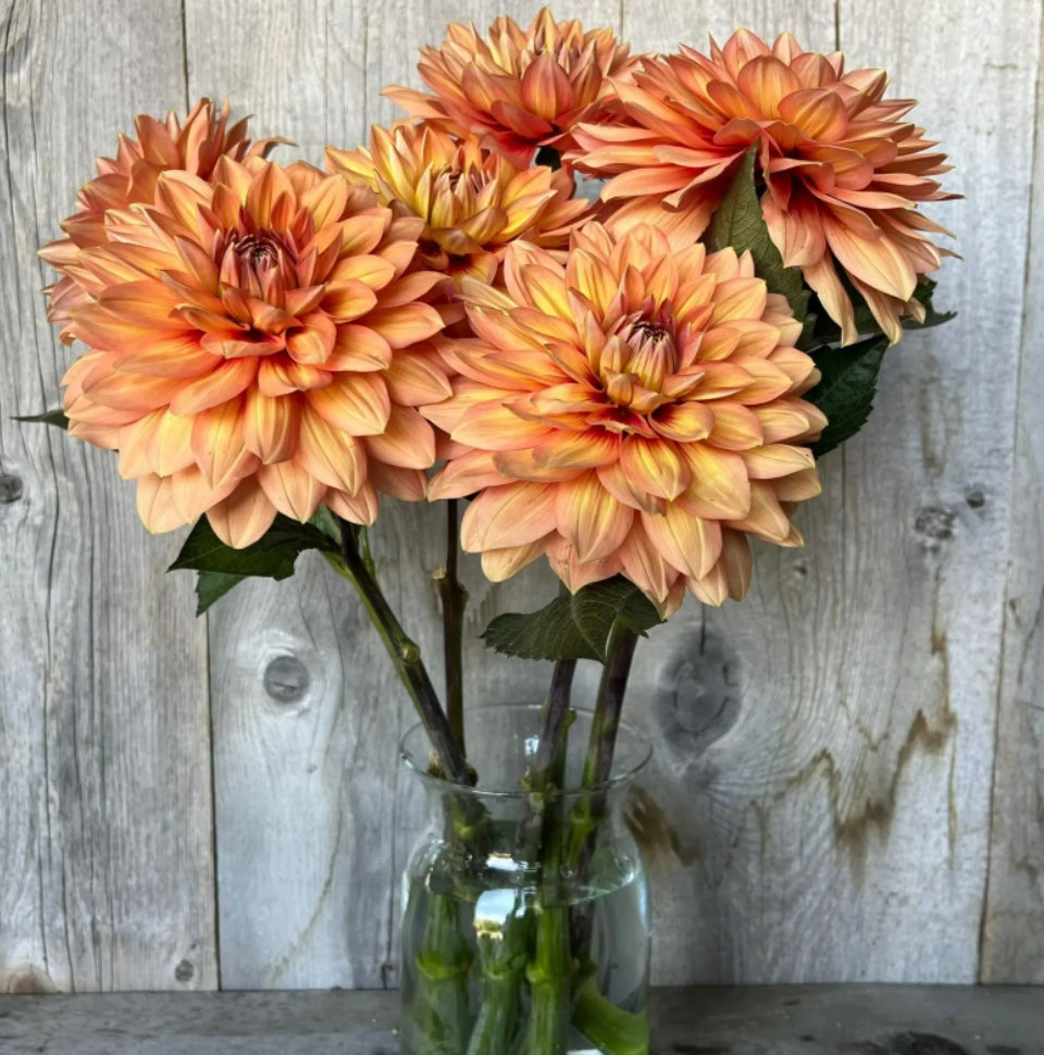 Nicholas - Dahlia Tuber
