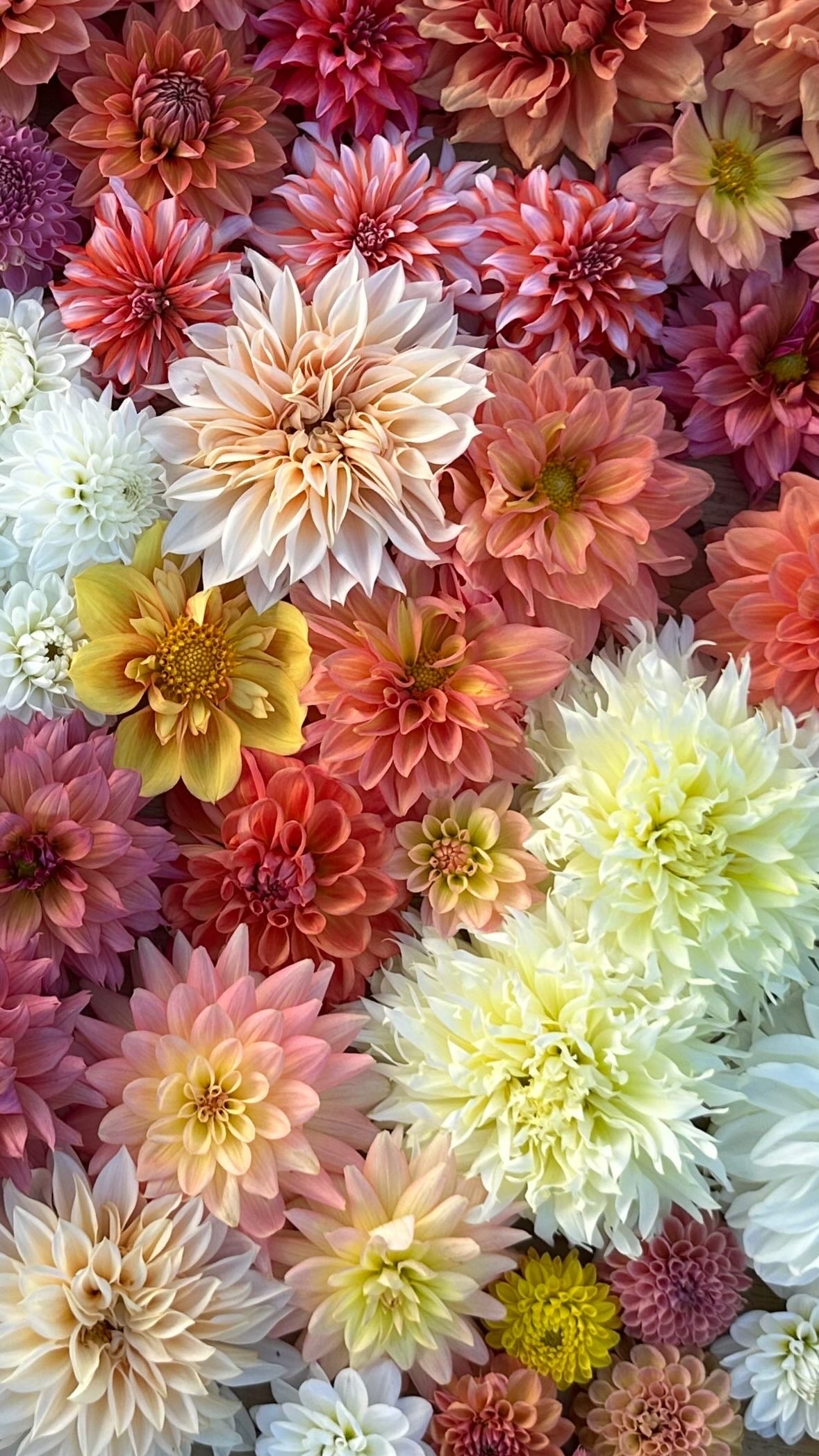 Summer Floral CSA