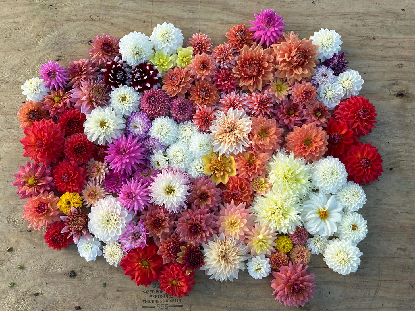 Summer Floral CSA