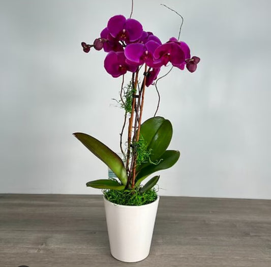 Purple Phalaenopsis Orchids