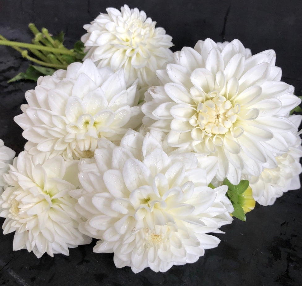Blizzard - Dahlia Tuber